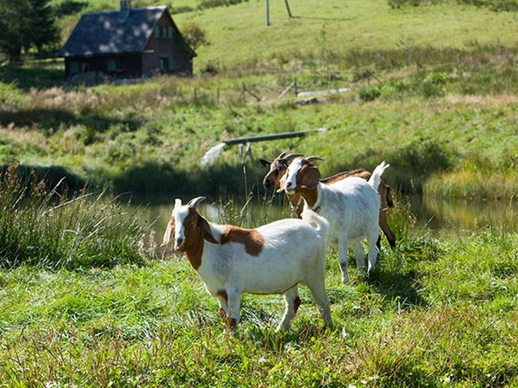 Ferienhaus Esche Hinterzarten Esterno foto