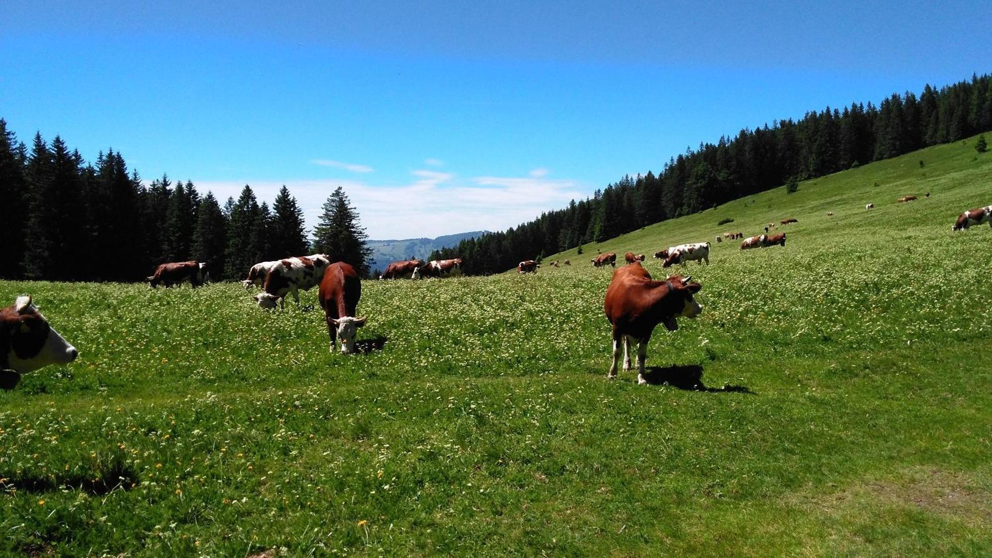 Ferienhaus Esche Hinterzarten Esterno foto